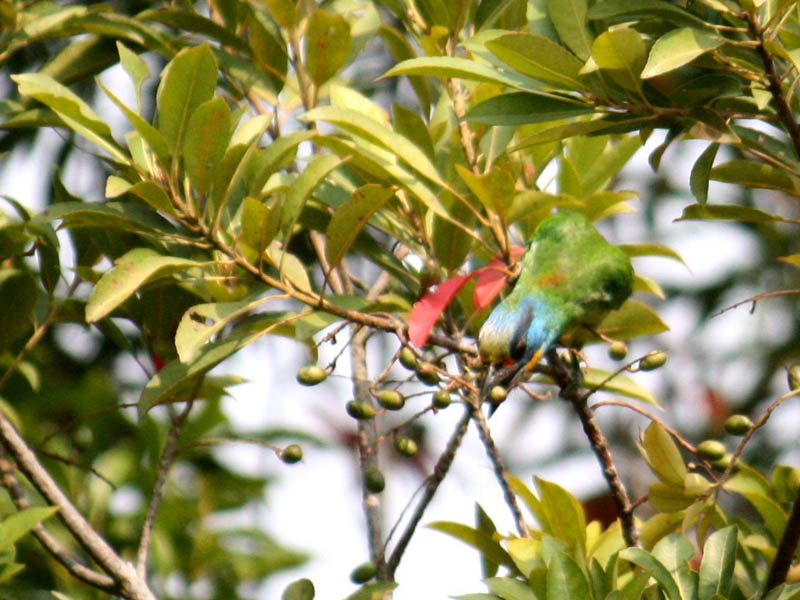 请问这是大叶楠吗?谢谢.